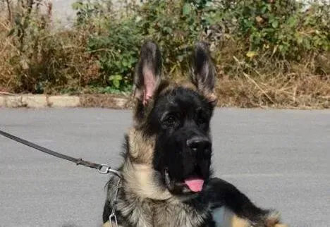 德国牧羊犬|德国牧羊犬发情期间食欲不好会持续几天