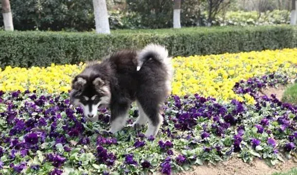 阿拉斯加犬|精心管理阿拉斯加雪橇犬母犬需要做好哪几点