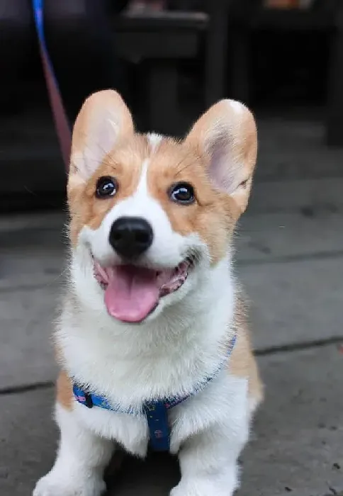 柯基犬|柯基犬便便里有虫子可以喂它人吃的肠虫清吗