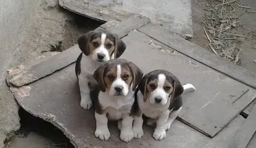 比格犬有攻击性吗 一般情况下是不会咬人的 | 比格犬