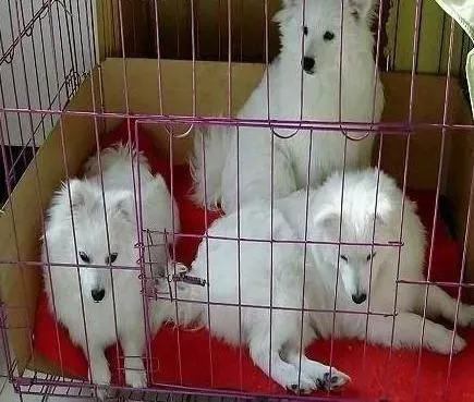 银狐犬|判断银狐犬是否患上狂犬病的依据