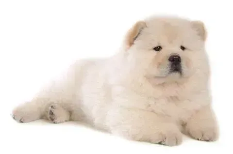 松狮犬|养护妊娠期的松狮犬要做好哪些工作