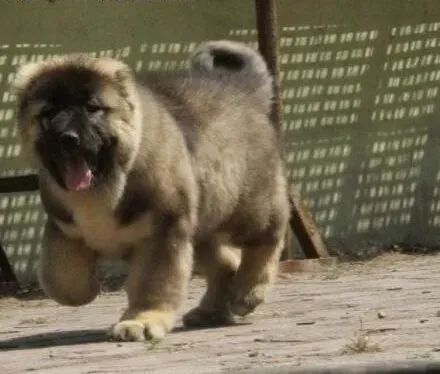 高加索犬|改掉高加索犬面对门铃声响吼叫的不良反应
