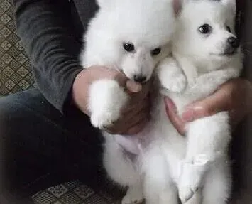 银狐犬|对银狐犬进行训练时物质刺激的意义重大