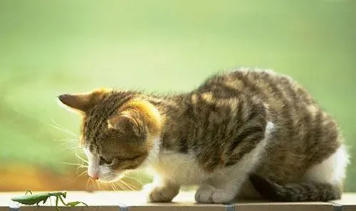 幼猫一天吃多少猫粮 小猫比较好养的 | 猫