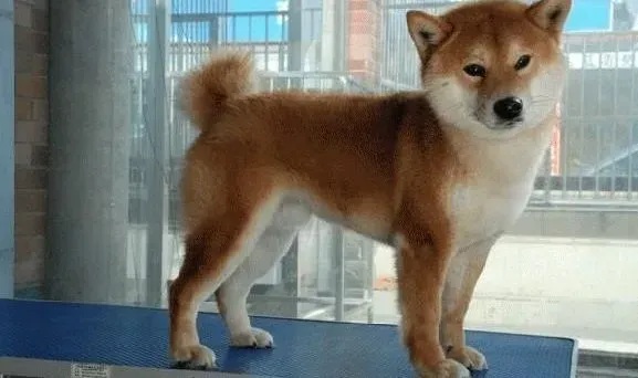 柴犬|柴犬便便干燥，有什么方法可以缓解一下