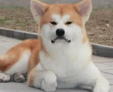 秋田犬|如何照顾初进家门的秋田犬 求解答