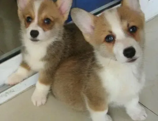 柯基犬|饲主给柯基犬准备温馨小家要注意哪些细节