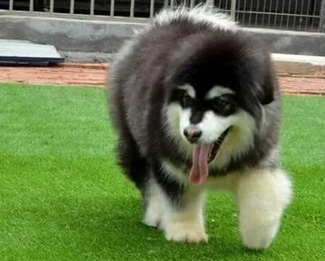 阿拉斯加犬|阿拉斯加犬最近小便稠而黄这是怎么回事