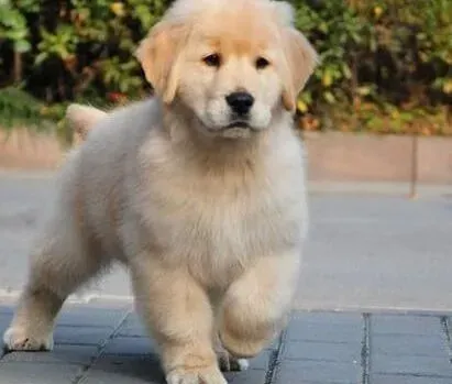 金毛|专家为你解读金毛犬的怀旧心理