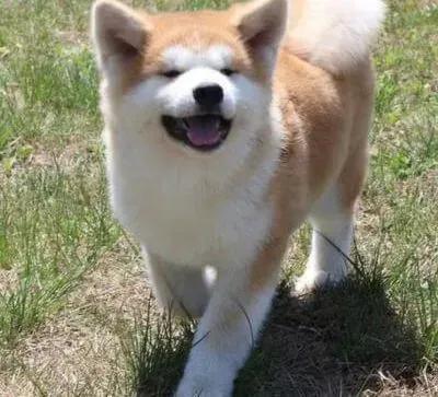 秋田犬|秋田犬吃完骨头拉血带粘液如何治疗