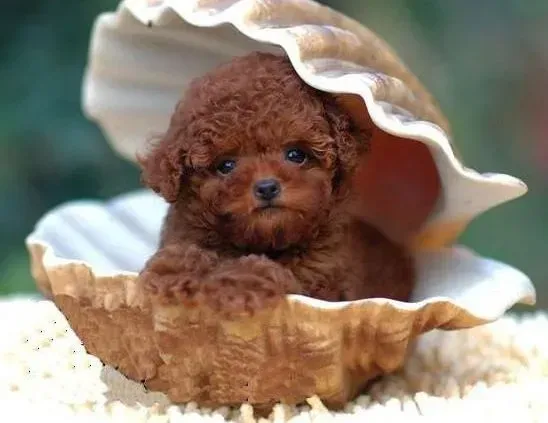 泰迪犬|泰迪犬多少钱一只