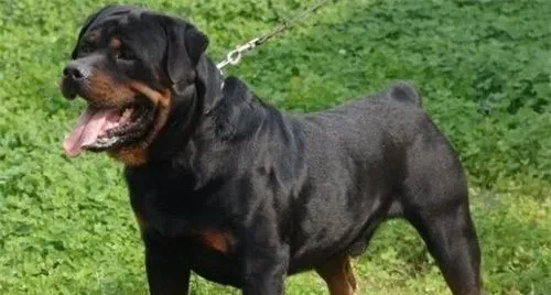 罗威纳犬聪明吗 罗威纳犬的智商很高 | 罗威纳犬