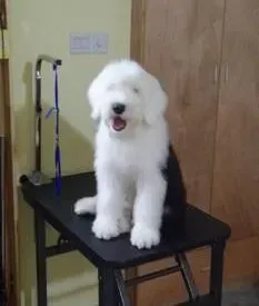 古代牧羊犬|古代牧羊犬睡觉着凉出现发烧精神萎靡的情况怎么办