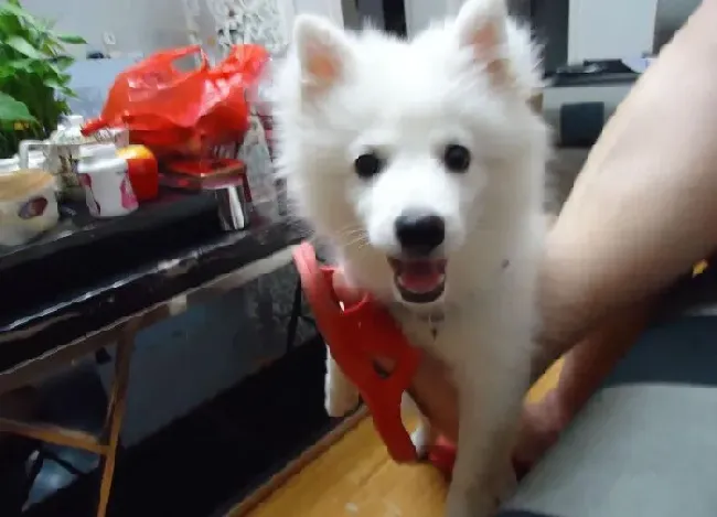 银狐犬|养好才出生的银狐犬请看我的