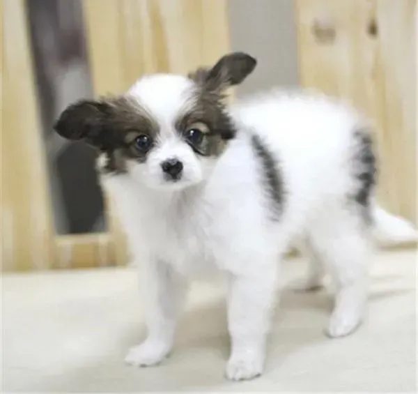 蝴蝶犬|蝴蝶犬眼睛突然红肿，呕吐绿绿粘液是什么情况