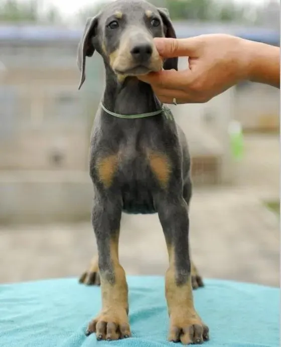 杜宾犬|在杜宾犬幼年时代如何对其进行良好的教育