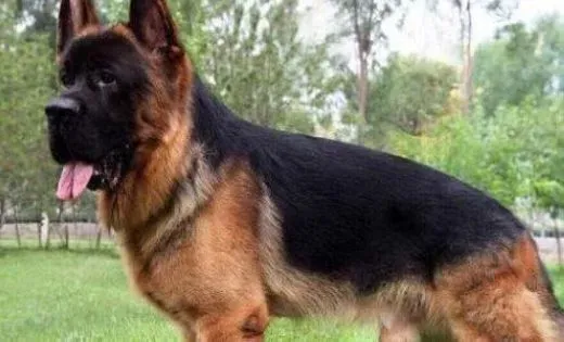 德国牧羊犬|不容忽视的德国牧羊犬成犬的饲养方法