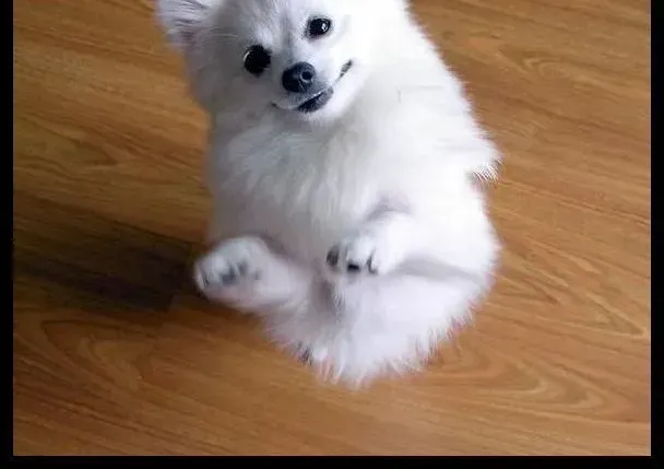 银狐犬|为银狐犬选择最佳狗粮，为狗狗增添活力