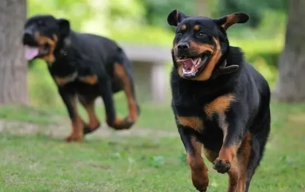 罗威纳犬聪明吗 罗威纳犬的智商很高 | 罗威纳犬