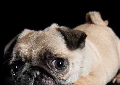 巴哥犬的训练 喂些食物予以鼓励 | 巴哥犬
