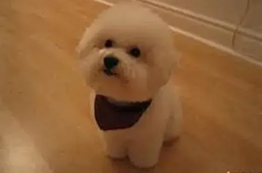 比熊犬|如何对比熊犬进行服从性方面的训练
