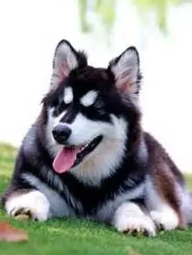 阿拉斯加犬|经常玩游戏对阿拉斯加犬来说有哪些好处