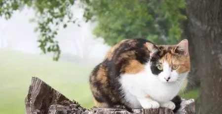 猫咪吃什么粮食 要从小开始喂食猫粮 | 猫