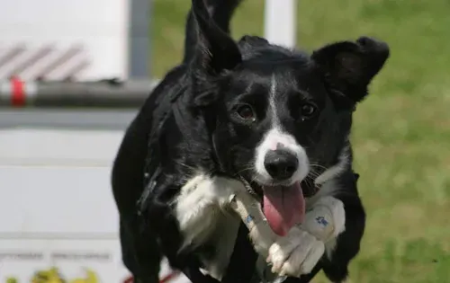 犬瘟热晚期 犬瘟热晚期对狗狗是致命的 | 狗