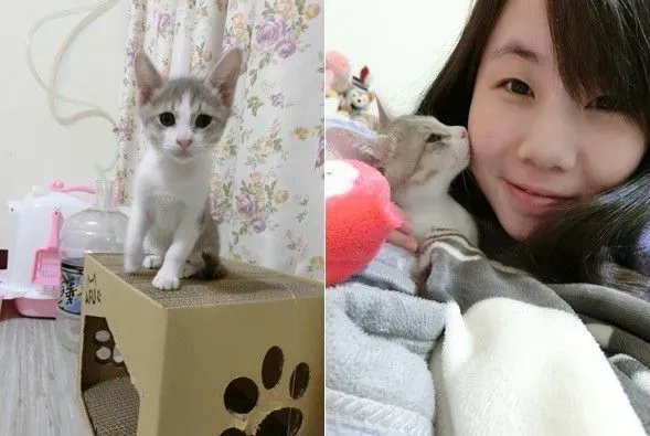 玩球投入得整只猫翻肚 躺下不到3秒钟瞬间关机