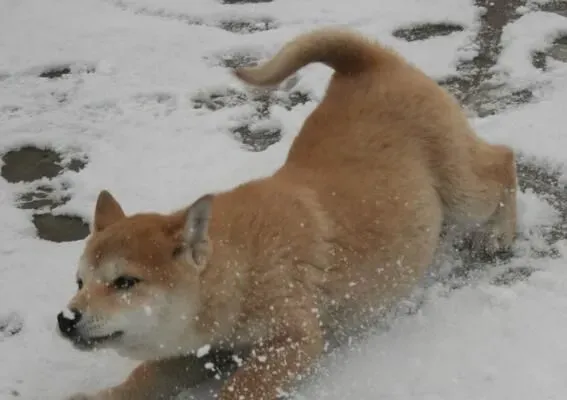 小柴犬优缺点 体型较小但护卫性强忠于主人 | 柴犬