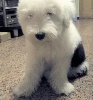 古代牧羊犬|三个月的古代牧羊犬可以吃猪肝吗