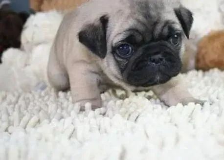 巴哥犬|巴哥犬最近食欲非常不好，十分消瘦是什么问题