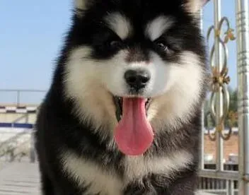 阿拉斯加犬|阿拉斯加犬总喜欢乱翻垃圾桶怎么办