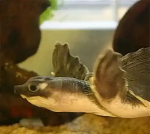 猪鼻龟水肿 口服阿莫西林或安必仙或头孢 | 猪鼻龟