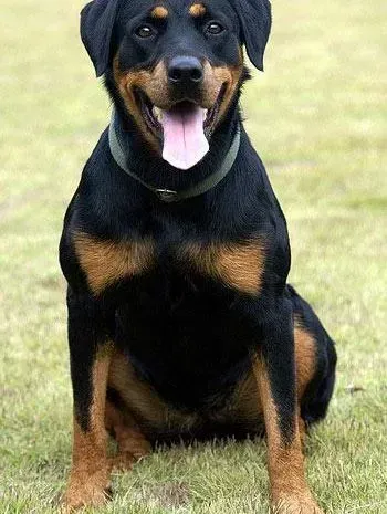 罗威纳犬|罗威纳犬得了细小跪求治疗方法
