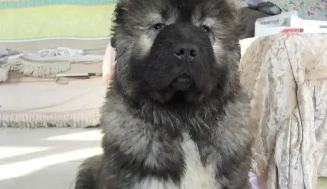 高加索犬|高加索犬长期食用剩菜剩饭有哪些不良影响