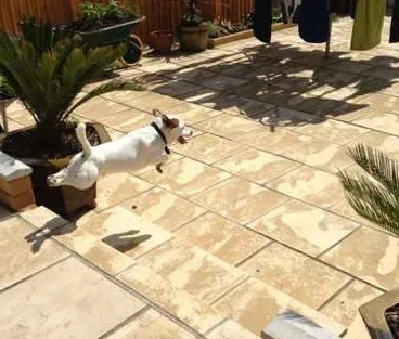 意大利灰狗的日常护理 该犬被毛较短 | 意大利灰狗