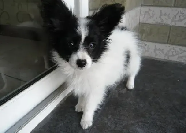 蝴蝶犬|两个半月左右的蝴蝶犬应该吃多少狗粮