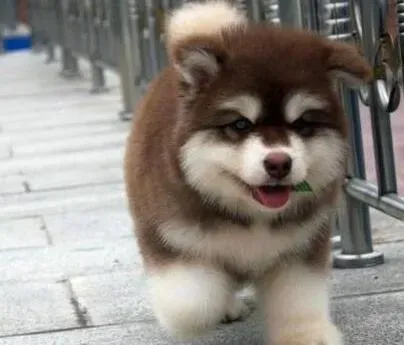 阿拉斯加犬|阿拉斯加雪橇犬痴迷睡眠怎么办