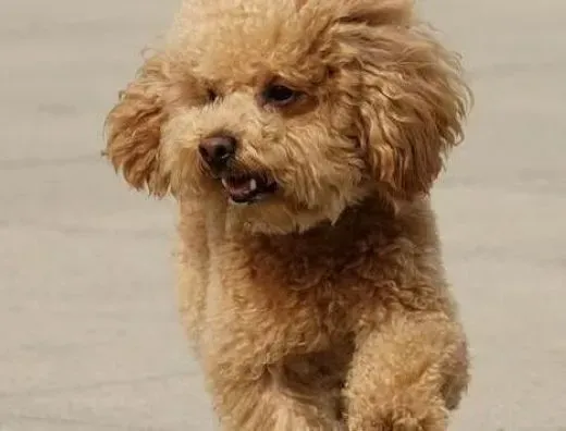 贵宾犬|怎样让贵宾犬有一个好的生活习惯