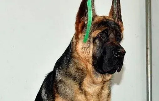 德国牧羊犬|怎样科学的喂养德国牧羊犬