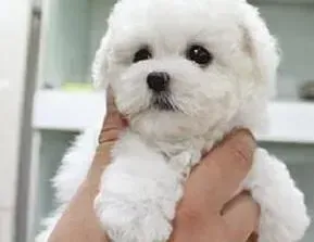 比熊犬|飞机托运比熊狗狗需要注意哪些事项
