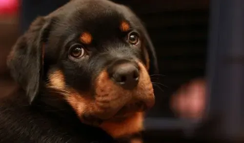 罗威纳犬颜色 罗威纳犬毛色颜色看质量 | 罗威纳犬