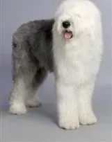 古代牧羊犬|古代牧羊犬不吃狗粮是为什么 怎么办