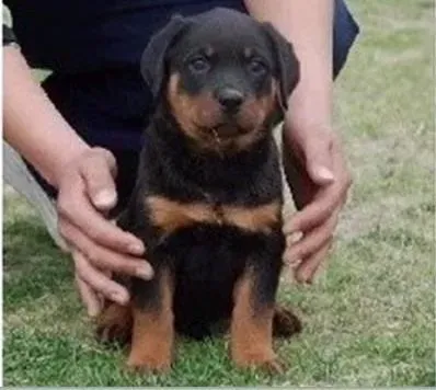 罗威纳犬|罗威纳犬吃草呕吐泡沫是怎么了