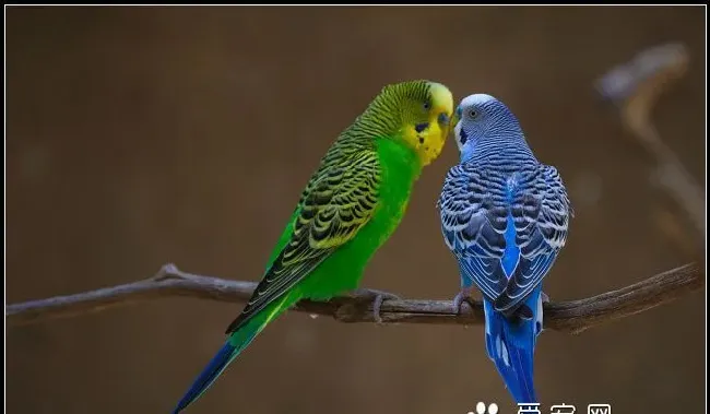 鹦鹉为什么嘴巴会脱皮 鹦鹉嘴巴脱皮怎么办 | 
