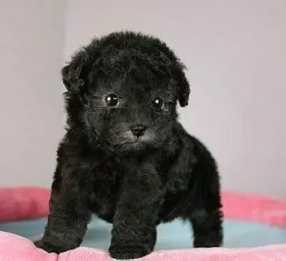 贵宾犬|帮贵宾犬保护眼睛的护理方法有哪些
