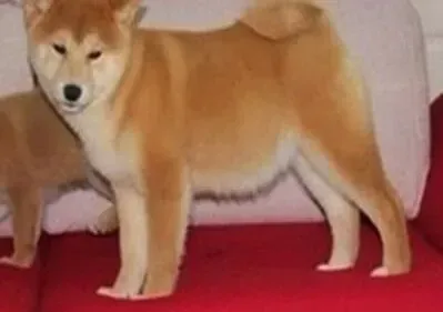 秋田犬|给秋田犬穿衣服有哪些讲究