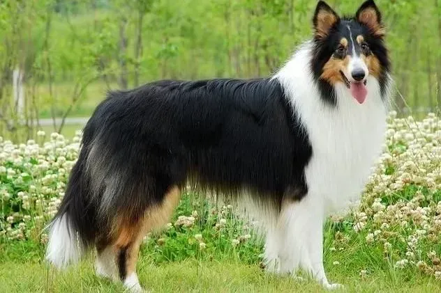苏格兰牧羊犬|春季带苏格兰牧羊犬郊游要注意哪些